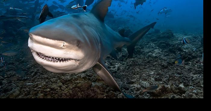 Un requin bouledogue pêché dans une rivière vendéenne