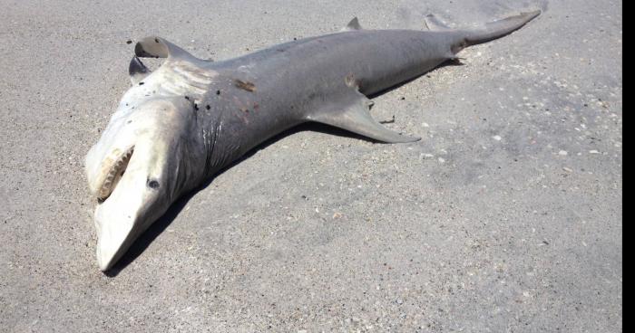 6 requins tigres attaqués par Dominique Garcia à Biarritz