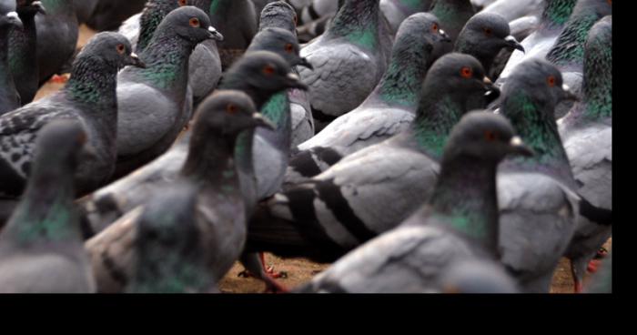 Un homme violé des pigeon en lorraine