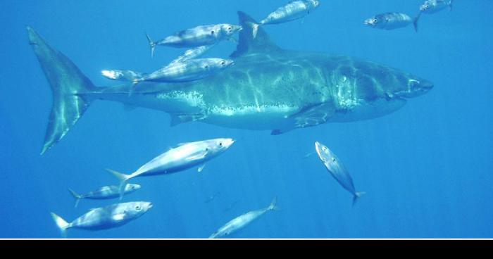 Istres (Etant de Berre) / Attaque de Requin