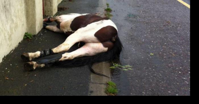 Un cheval retrouvé mort à la sortie du village de Sailly-Laurette