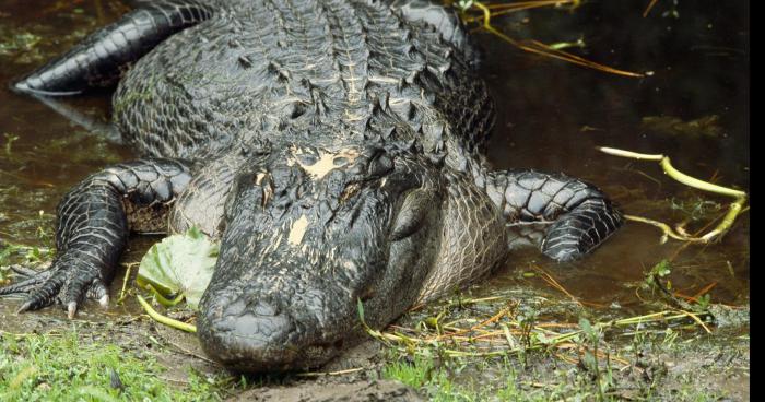 Alligators aperçus dans la rivière l'Arc