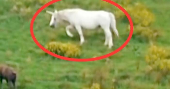 Licornes aperçues au Pré du May à CAUMONT SUR DURANCE (84) le témoignage d'une habitante