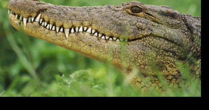 Un crocodile dans le canal du Rhône au Rhin