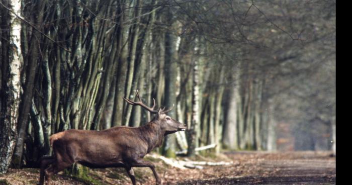 Disparition de 3 chasseur