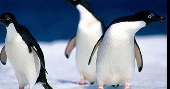 Des pingouins au Parc d'Isle de Saint Quentin