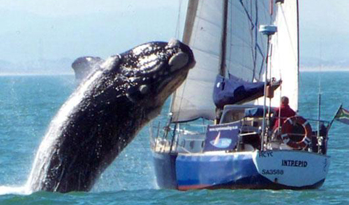 Une attaque de baleine en Bretagne