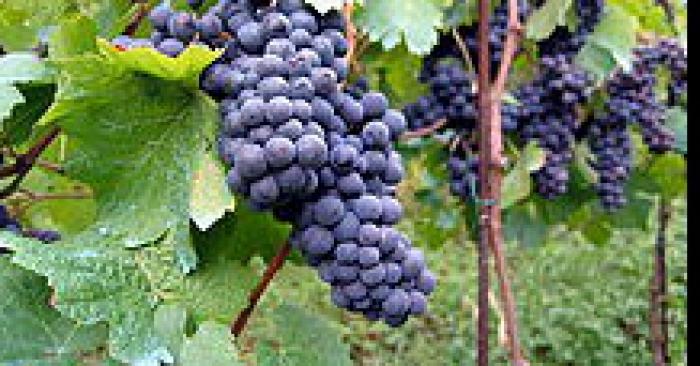 Le lundi férié dans le haut beaujolais