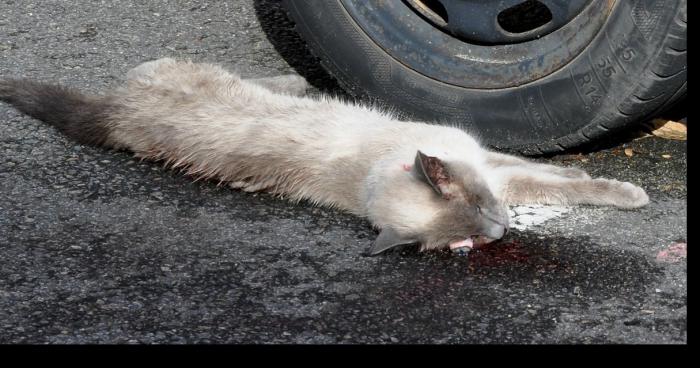 UN CHAT SE FAIT FRAPPER A SAINTE-MARTINE