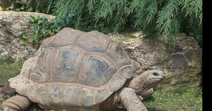 Alex la tortue c'est fait bouffer la bite