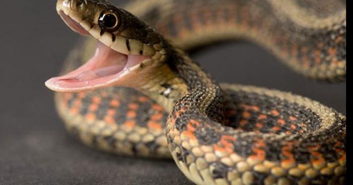 Un serpent au Carrefour  du centre ville à tournai