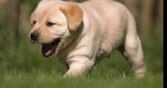 Des animaux qui parle? Maintenant oui!