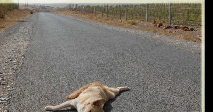 Chien e santé