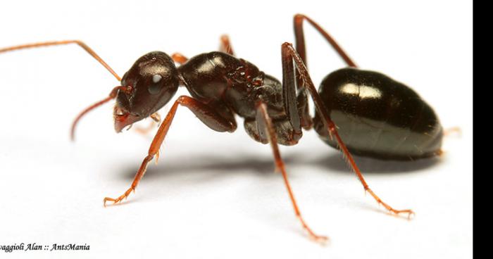 Invasion de fourmis vénéneuse