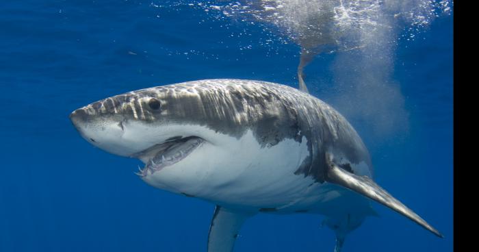 Invasion de requins à cayo coco