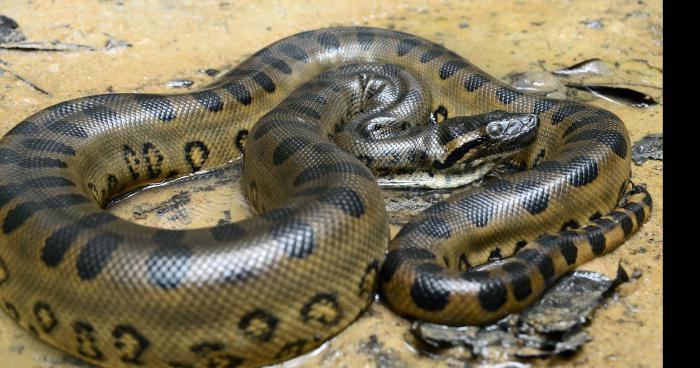 Anaconda retrouvé à mortagne du nord