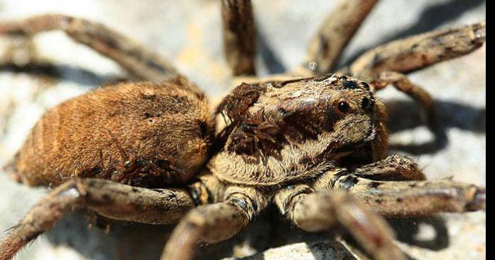 ATTENTION Un camion transportant des millier d'araignée s'est renversé A Genève en Suisse