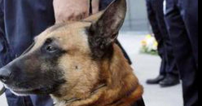 Un molosse de la brigade canine de Roubaix en cavale