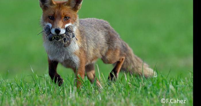 Invasion de renard en Province de Luxembourf