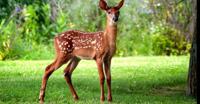 Phoenix Park Deers Found Dead After Eating Death Mushroms