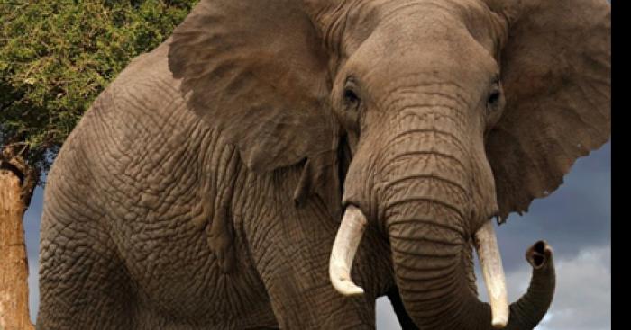 Zoo de thoiry un éléphant ses échapper plusieurs blessés