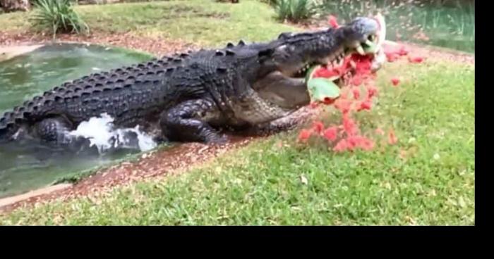 Un crocodile aperçu à Saint Saturnin cet après midi