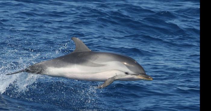 J'ai nagé avec les dauphins