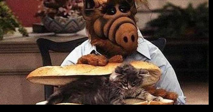 Alf est enfaite l'ami des Chats