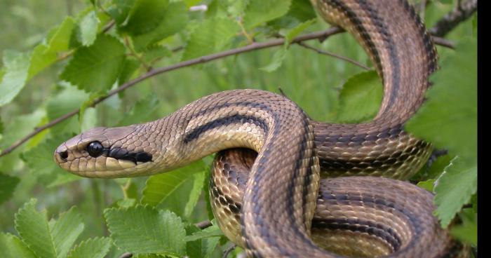 Attention Partagez Serpent dangeureux dans l'AUDE!!