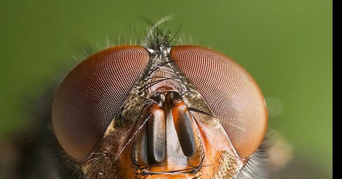 Invasion de Mouche Bleu venu d'asie, cousinne agressive de sa version européenne