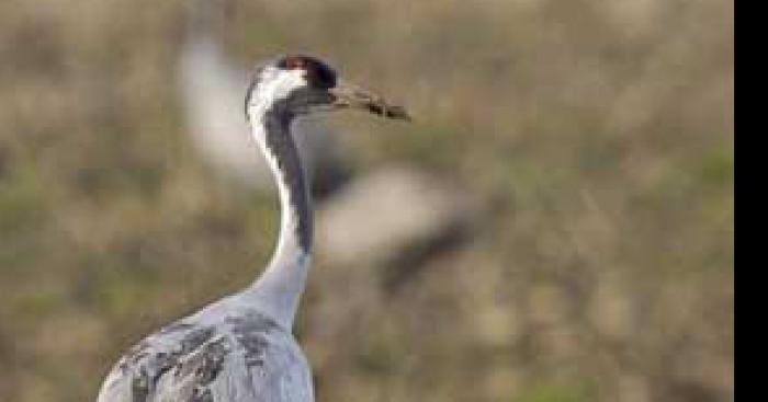 Les grues debarquent