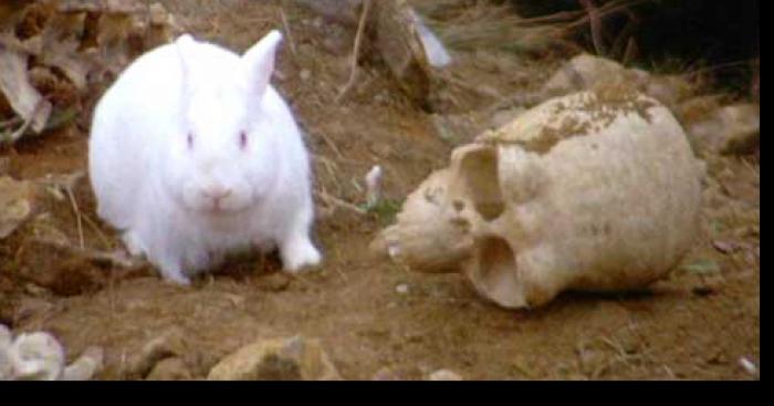 Un lapin fou attaque une personne agée