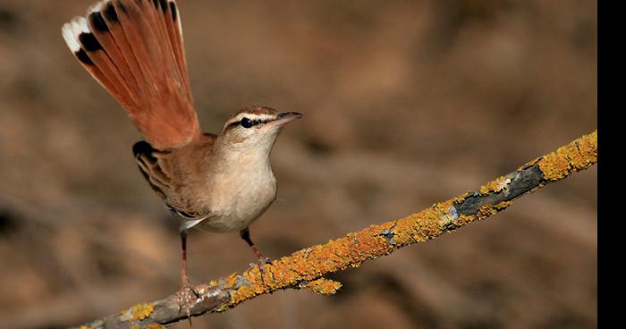 L'oiseau mystérieux !