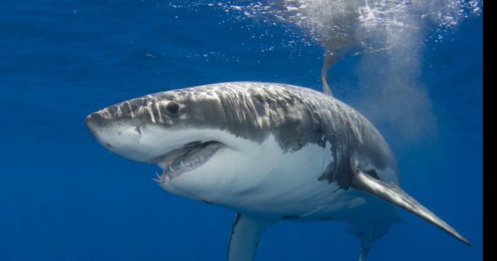 Invasion de requins à cayo coco