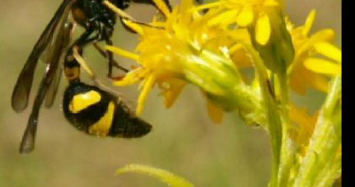 Les guêpe solitaires arrive en Haute-Normandie