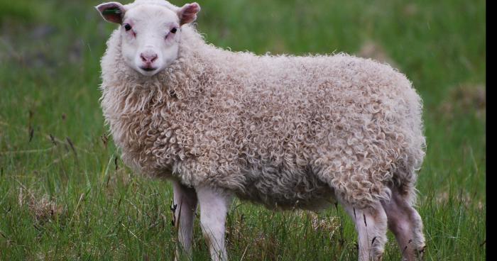 La laine de mouton en passe de détronner la Fiber Freak