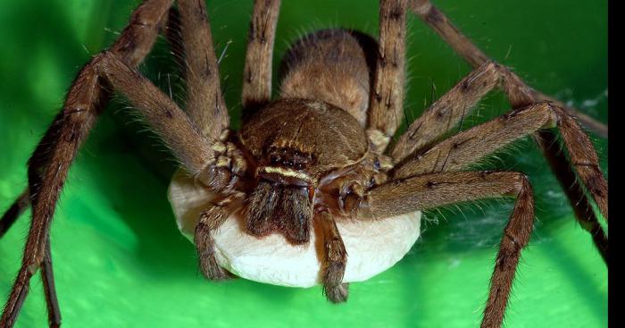 Tous ses amis ont cru a une blague avec son histoire d'araignée, mais en fait non!