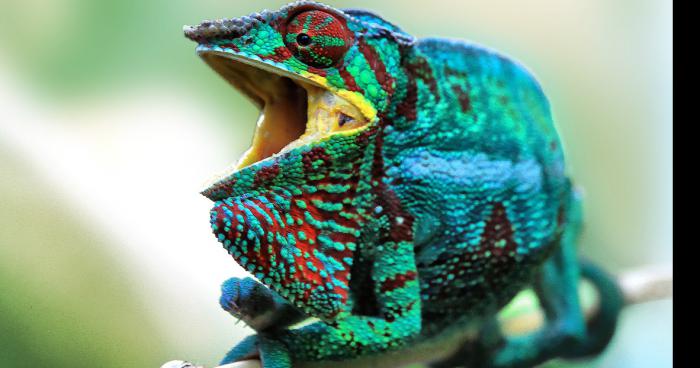 Caméléon en concert à la Réunion