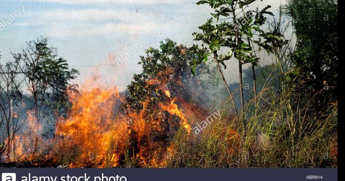 Feu en Amazonie:Théorie du complot!!