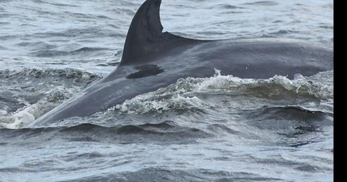 Une baleine dans le lac de Deux-Montagnes