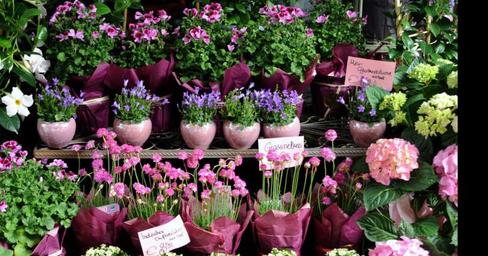 Rôdeur chez les fleuristes