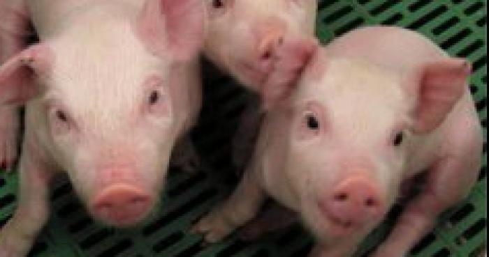 Les cochons seraient en voie d'extinction