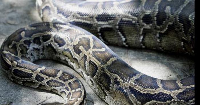 Serpent Veunimeux retrouver a Comines