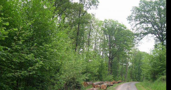 Un homme a été retrouvé au bord d'un fossé violé avec un gode dans les vesse et porter un string de couleur rose