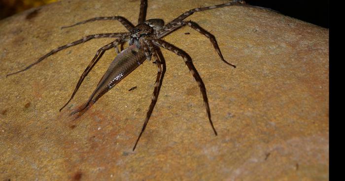 Infestation d'araignées en gaspésie