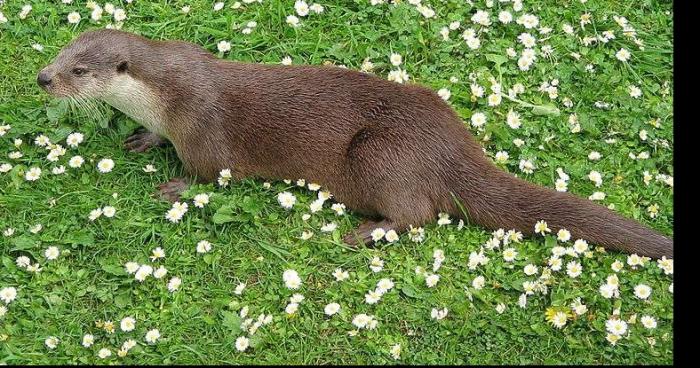 La loutre est en voie de disparition !