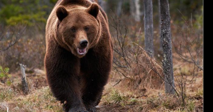 Un ours dans la forêt de Senalba à Djelfa