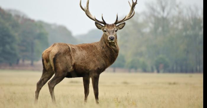 Un méchant Cerf dans les Yvelines