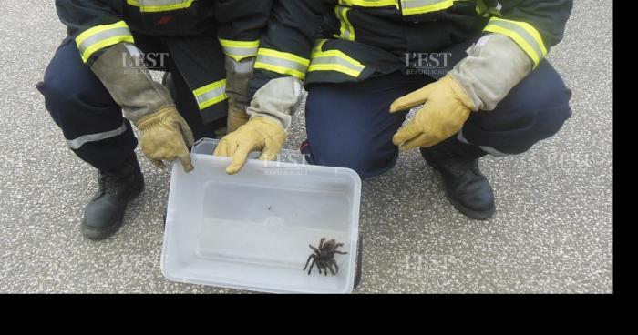 Dampierre-les-bois (25) : Une grosse mygale capturée.