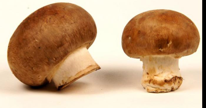 La cueillette des champignons bientôt encadrée par l'Etat